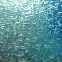 Boca Grande Florida Tarpon Fishing