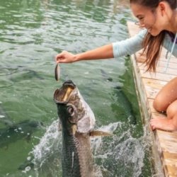 Best Boca Grande Florida Tarpon Fishing